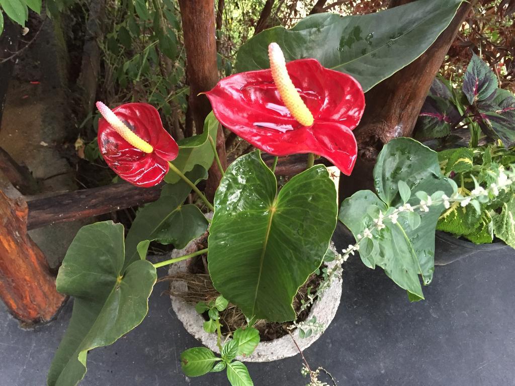 Chamodya Home Stay Ella Bagian luar foto